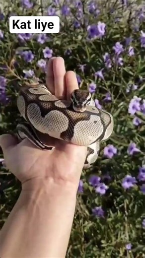 👉 1 minute mein Python samajh lo! 🧑‍💻👉 Beginner ho? Yeh video tumhare liye hai 😍 #facts #shortsfeed