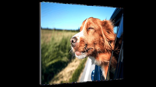 Fotos auf Alu-Dibond drucken | Pixum DE