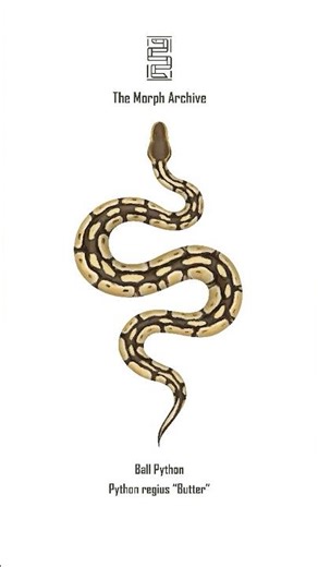 Illustration of the Butter Ball Python by The Morph Archive / Mingo Art