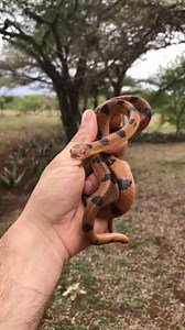 Love at first bite? These Eastern Tiger Snakes can be such unpredictable biters but predictable in the fact that they WILL bite. They are mildly venomous but generally harmless to humans, and as you can see, they are seriously stunning animals! #snakes #reptiles #animals #wildlife #wild #southafrica #africa #beauty #amazing #herpingsouthafrica #herpetology #africanwildlife #safari #biology #ecology #reelsinstagram #reelsig #reels | Herpexploration