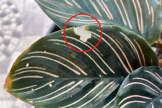 Leaves Turning Transparent or Translucent: The Causes Explained - Flourishing Plants