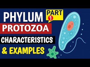 Phylum Protozoa | Characteristics, Classification & Examples |