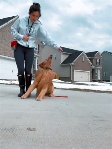 Tucker Budzyn: Hilarious Dog Moments You Can't Miss!