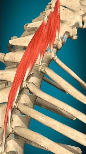 “3D Anatomy: Semispinalis Cervicis Muscle Action (Lateral Flexion)”