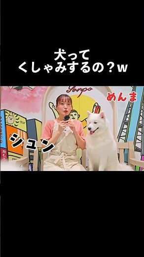 A Shop with a Giant Samoyed! Meet the Members!【Super Samoyed Tsutenkaku】