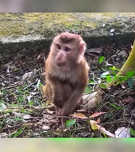 316K views · 10K reactions | Kaka wants dad to hug him because her's shivering in the cold | Lucy Cat | Facebook