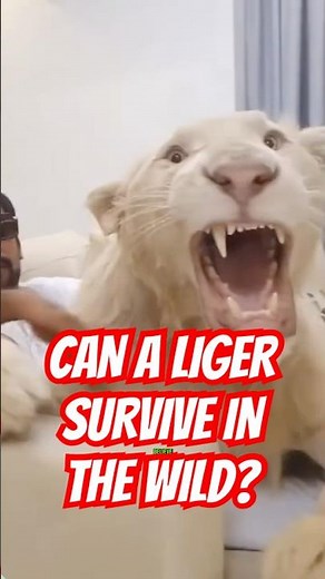 Would the LIGER Survive in the WILD? 🦁🐅