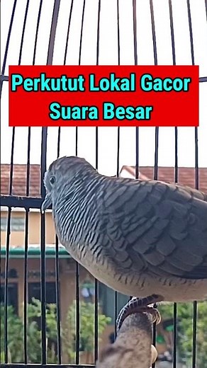 Perkutut Lokal Gacor Suara Besar #shorts #short #feedshorts #shortsfeed #perkututlokal #fyp #fypシ