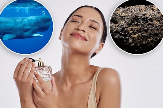 How whale vomit became the key to the most luxurious fragrances