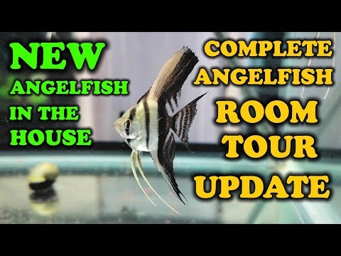 ANGELFISH ROOM TOUR UPDATE: OCTOBER 2022