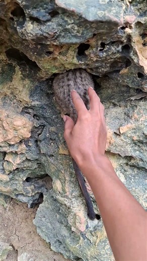 wow ekor hewan apa ini #nature #shortsviral