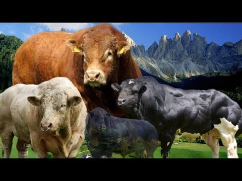 The Angus Myth: 3 Continental Bulls Dominating Carcass Performance