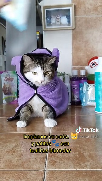 Baño en seco para gatos en México: Tutorial completo