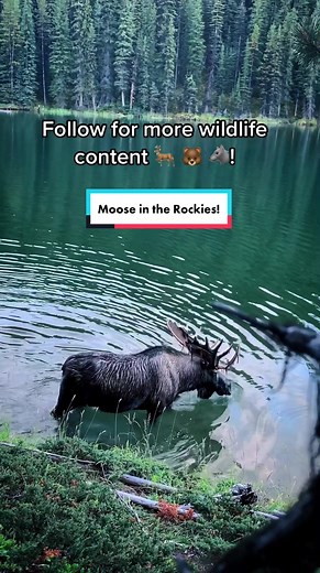 Majestic Adult Moose in Canadian Wilderness