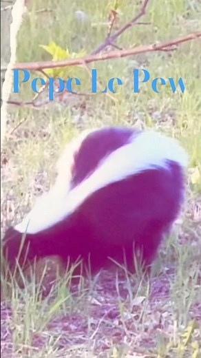 Pepé Le Pew #skunks #skunked #pepe #pepelepew #pewpew #pewpewlife #pewdiepieminecraft
