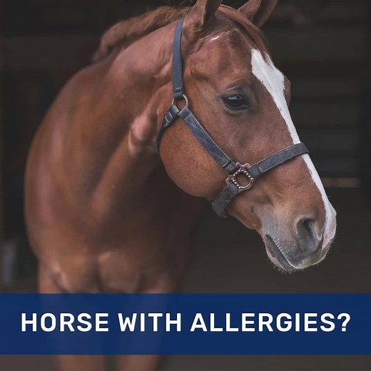 452 reactions · 93 shares | Allergic horse? Changing to a low carbohydrate diet can help. Triple Crown Low Starch contains no whole grains or corn, molasses or alfalfa meal. Essential calories are provided with high-quality fiber sources and added fat, including rice bran and flaxseed, to keep sugar and starch levels low. | Triple Crown Feed | Facebook