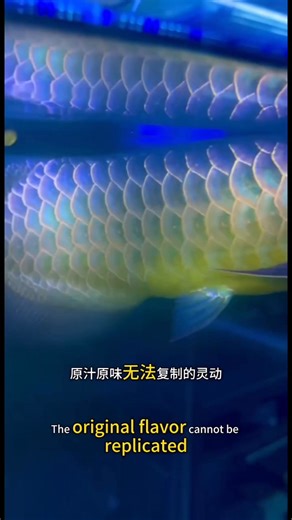 Power green base -Malaysia golden blue base#arowana#fblifestyle#arowanafish#arowanamalaysia#fyp | Lee Arowana