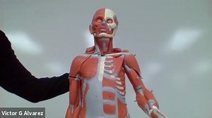 Muscle man model