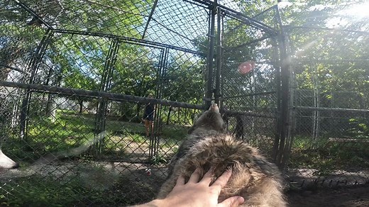 #wildliferescue #wildlife #wildanimals #animal #animals #animalsoftiktok #wolf #cute #smile #funny #funnyvideos #fyp #wolves #foryoupage #foryourpage #fypシ #foryou