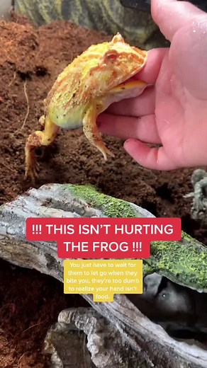 Understanding Pacman Frog Bites: Facts and Safety Tips