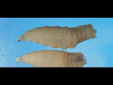 Parasitic Flies Threaten Billions in Livestock & Wildlife Losses