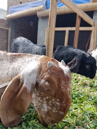 Raies Goat Farming Techniques for Beginners