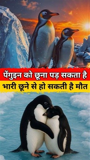"Touching a penguin can be dangerous and may even lead to death." #shorts #ytshorts #penguin