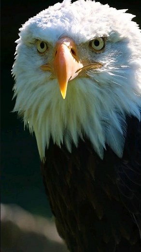 hermoso sonido de aguila calva - aguila americana