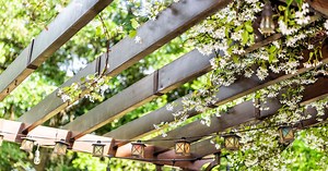 Elles poussent à toute vitesse et sans entretien : voici les meilleures plantes pour une pergola végétalisée
