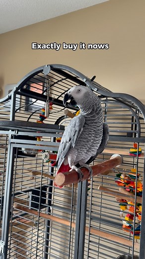 Gizmo The Grey Bird on Instagram: "When Gizmo says ‘buy it now,’ he means RIGHT NOW! Why you no listen? #funnyparrot #bird #talkingparrot"