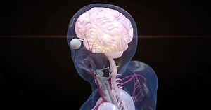 Animation of digital rotating brain representing the Synapse process, neuron connections. Futuristic