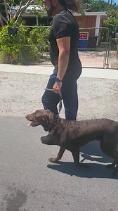Family Dog Training with Douglas. Loose Leash Walking. Leash 1. #DogTraining #FamilyDog | Daniel De La Rosa - Dogs