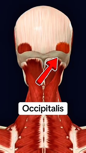 Occipitalis #muscle #anatomy 💪👨‍⚕️ | Dr. Ishtiaque Arafat