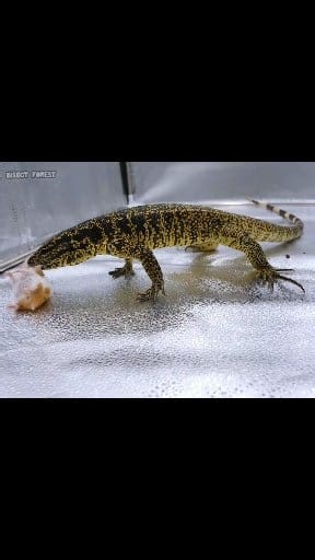 Giant lizard eating a large hamster. | Insect Forest