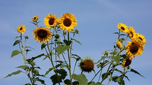 The Pool Noodle Hack That Will Help The Tall Plants In Your Garden Flourish - Hunker
