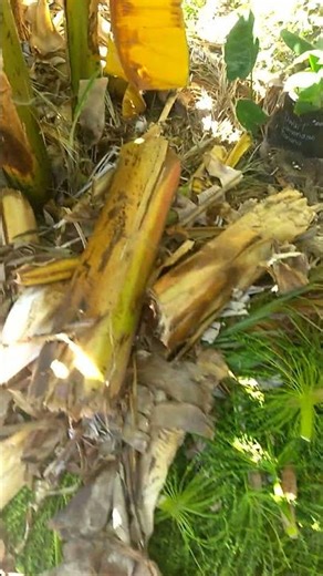 The lazy mans compost tea