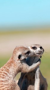 Wholesome meerkat content ❤️ These highly social animals live in close-knit groups and can recognise each other by their calls, just like humans recognise their family’s and friend’s voices! #EarthCapture by @jackswynnerton . . . . #Meerkat #Mongoose #CarnivorousMammals | BBC Earth