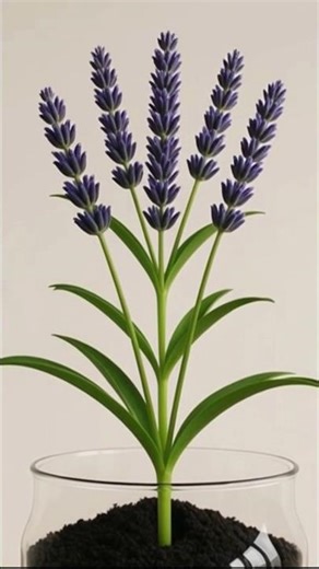 The Life Cycle of Lavender || #plants #short