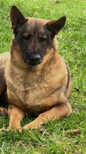 Funny Dog vs. Bugs Caught on Camera