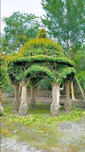 The Living Dome: Shaping Trees into a Natural Shelter 👀