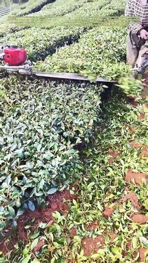 Trimming Tea Plants: How Machinery Revolutionizes Cultivation