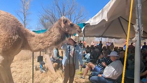 14K views · 131 reactions | Want to know more about the history of camels in New Mexico? Come by Whitfield Wildlife Conservation Area today or tomorrow! Follow the link in the comments for details and times. | Valencia County News-Bulletin | Facebook