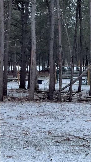 Guardian livestock dog (Great Pyrenees) in action protecting the fence line.