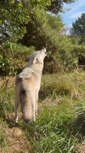 Come with us to visit Wolf Park in Battle Ground, Indiana. 🐺 This is a one-of-a-kind destination where you can see wolves, foxes, and bison up close while learning about their vital role in our ecosystem. 📍 Just 15 minutes north of Lafayette, this nonprofit sanctuary has been dedicated to conservation, research, and education for over 50 years. Visitors can watch the pack interact, listen to fascinating talks from animal care specialists, and even join in for Howl Nights on Saturday nights, wh