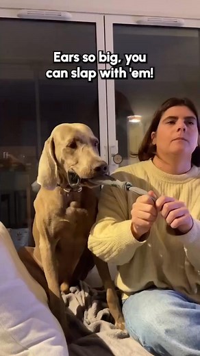 Love this video❤️ | Weimaraner Owners