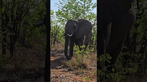 Curious Elephant Approaches a Car in an Unexpected Encounter