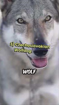 5 Dog Breeds That Look Like Wolves