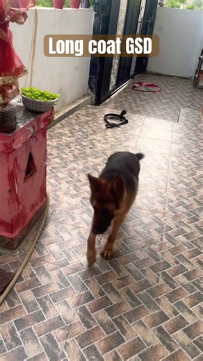 German Shepherd Dog✨♥️ #doglove #germanshepherd #dog #ytshorts #viral