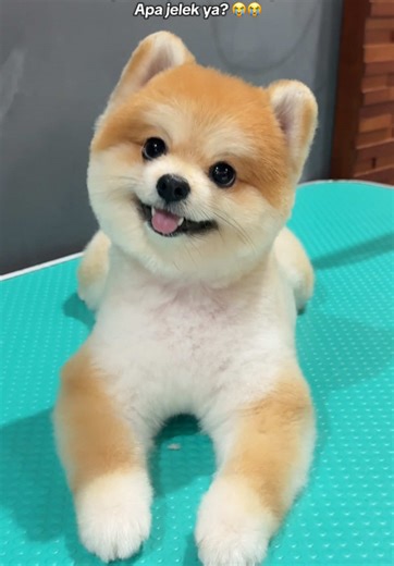 Mini Pomeranian Grooming Tips and Reactions