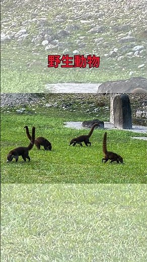 【グアテマラ】1分で巡るティカルの魅力 |ティカル観光ガイド#ティカル #Tikal #グアテマラ #旅行動画 #マヤ文明 #遺跡 #ジャングル #中米旅行